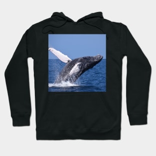 Humpback Whale Hoodie